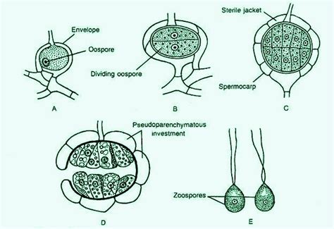 Life cycle of Coleochaete, Reproduction system in Coleochaete