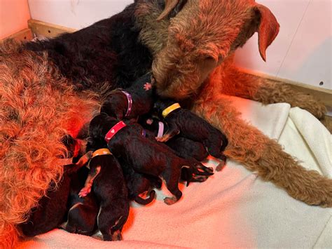 Airedale Terrier Puppies For Sale