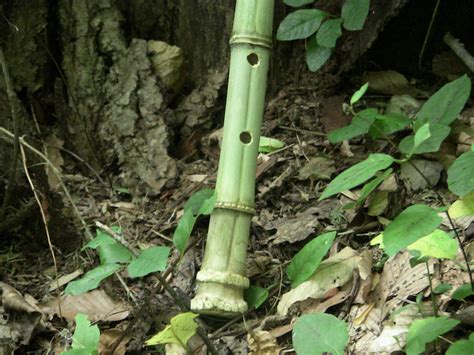 How to Make a Bamboo Flute Easy 的图像结果