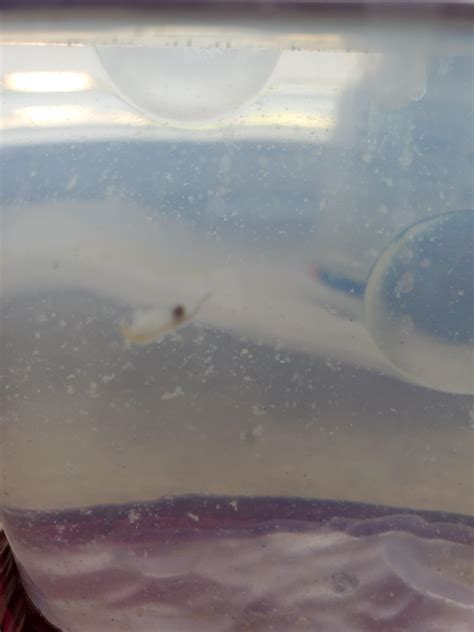 What Do Sea Monkeys Look Like When They First Hatch