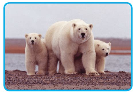 Species 的图像结果