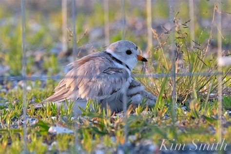 BREAKING NEWS: OUR PIPING PLOVER GOOD HARBOR BEACH PARKING LOT CHICKS ...