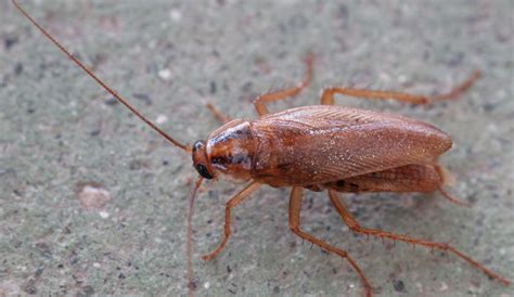 German Cockroach Poop 的图像结果