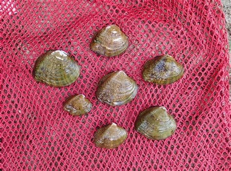 Western Fanshell | FWS.gov