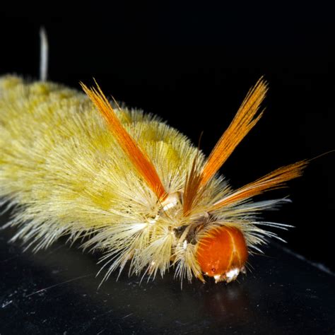 White Caterpillars: Identification, Prevention, and Control Tips