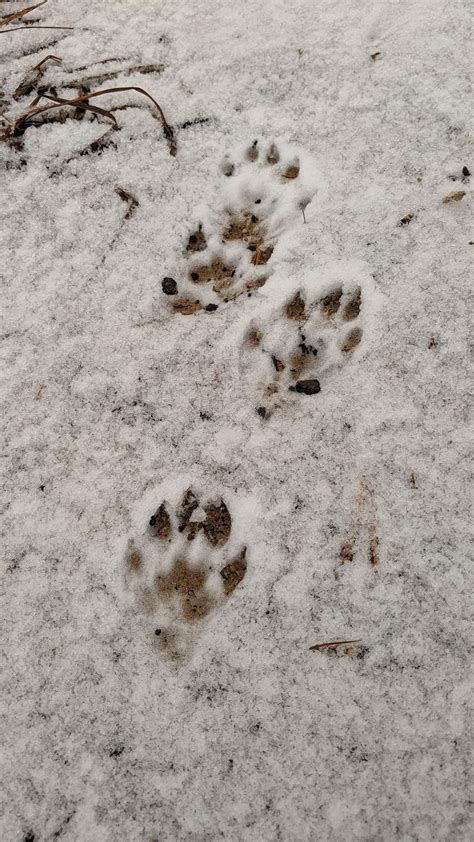 Fisher and raccoon tracks by a large pond in the woods of Northern ...