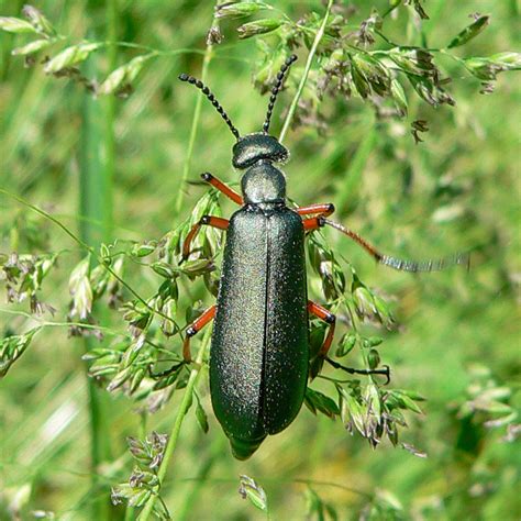Family Meloidae – Blister Beetles | Prairie Haven
