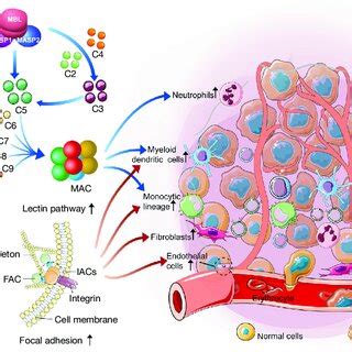 Image result for MBL Pathway Complement System