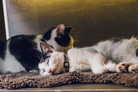 Java Whiskers Logo 的图像结果