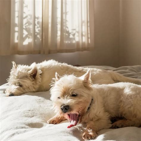 Dog Breathing Fast While Sleeping: What Does It Mean? The Happy Pets Blog- Happy Hounds