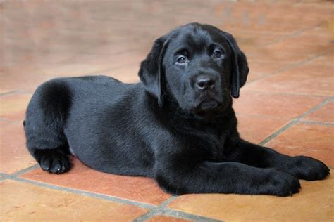 How Big Do Black Labs Get? – Petsworld