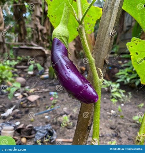 Eggplant fruit stock photo. Image of agriculture, branch - 298546632