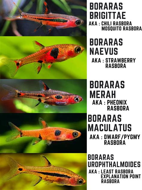 Chili Rasbora Compatibility at Hunter Lilley blog