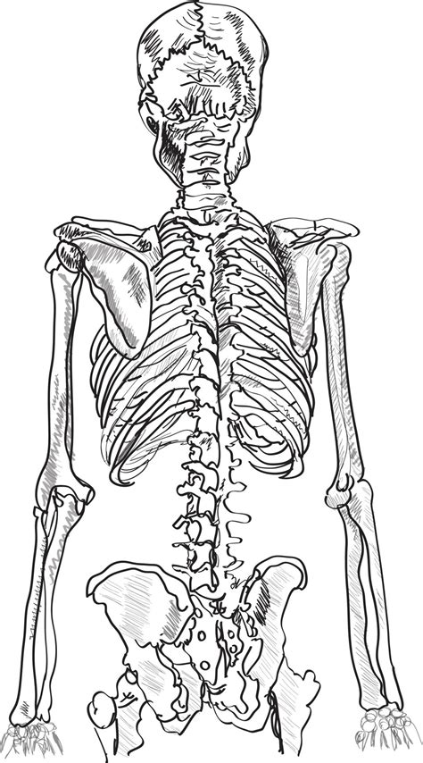 human skeleton back view hand-drawn sketch illustration 12321729 Vector Art at Vecteezy