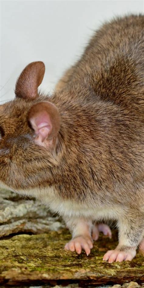 African Giant Pouched Rats