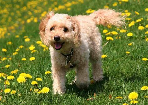 Image result for Spoodle Cockapoo