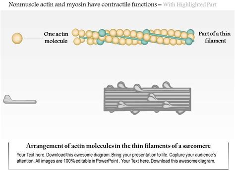 Image result for Actin Polymerization Process