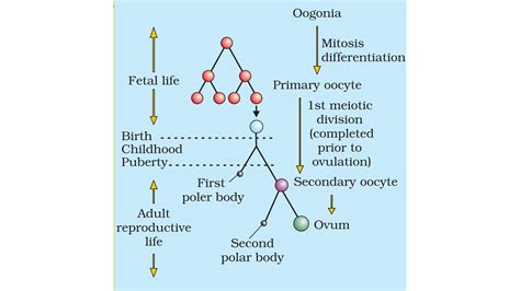Q17. Explain the process of oogenesis with a labelled schematic representation.