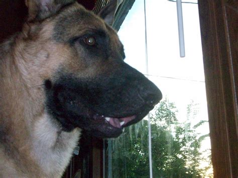 Image result for German Shepard Hanging Out Window Animation