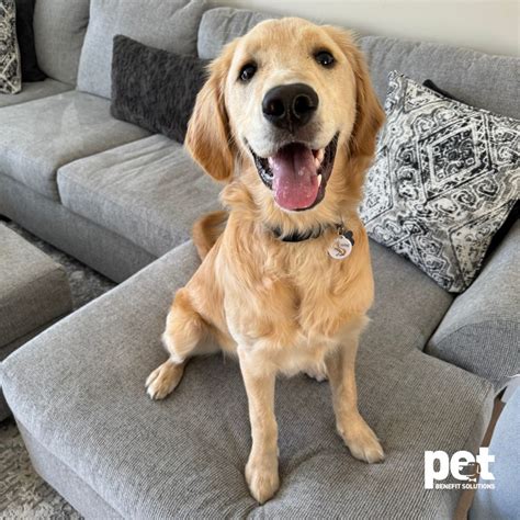 Pet Benefit Solutions on LinkedIn: Pet Benefit Solutions