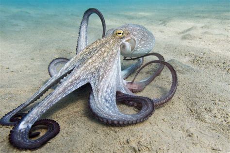 Image result for Octopus Solves Problem
