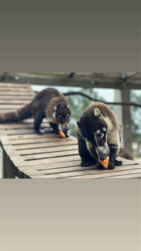 Coatimundi - Mandalay Farms | Jupiter, FL | Mandalay Farms | Jupiter, FL