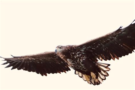 Lofoten Explorer (Svolvaer) - 2022 What to Know Before You Go (with ...