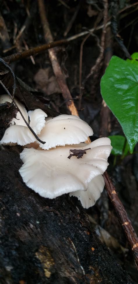 Pleurotus ostreatus (Jacq.) P. Kumm. 1871 by Phalee Biodiversity ...
