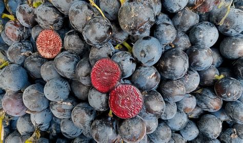 BOOMBITES Red Berry Grapes Launch at M&S - Sustain Health Magazine