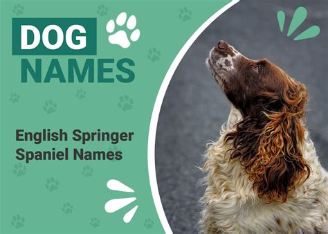 215 Popular and Unique English Springer Spaniel Names – Dogster