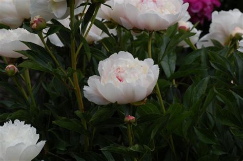 Paeonia lactiflora - Kinapeon, Silkepeon, Chinese Peony, Garden Peony ...