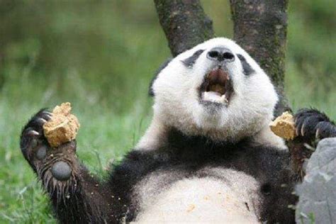 为什么熊猫吃竹笋，还那么胖？减肥能不能吃竹笋？