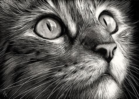 cat drawing head