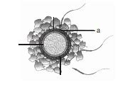 (a) One of the sperms is observed to penetrate ‘a’ of the ovum, as ...