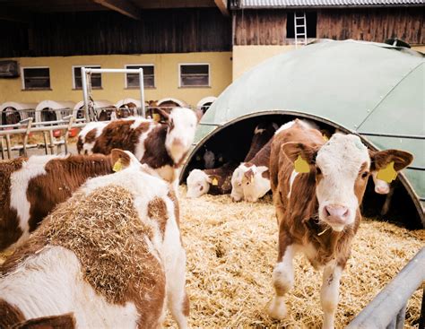 Mykoplasmen: Deshalb sind sie für Kälber gefährlich | agrarheute.com