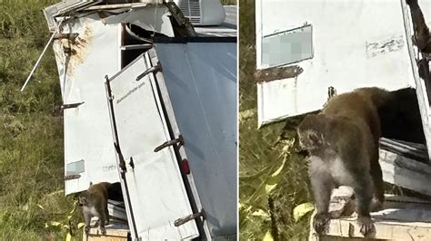 Mississippi Monkey Truck Crash Ends in Monkeys' Deaths