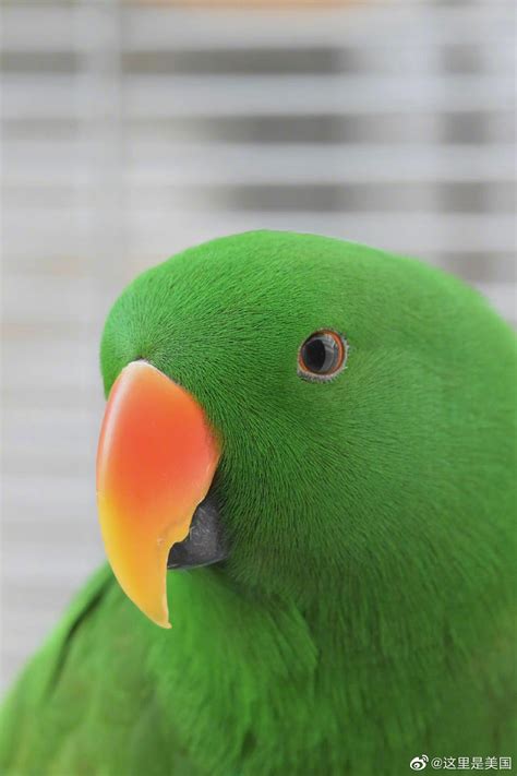 Reddit上一位网友分享了自家的绿色小鹦鹉|小鹦鹉_新浪新闻