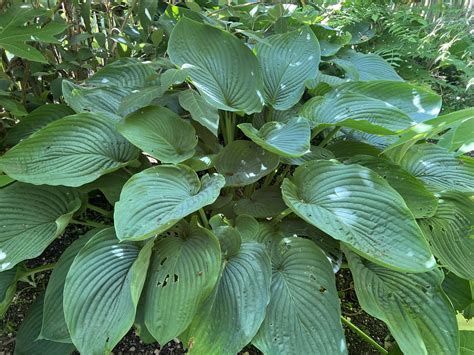 Hosta ‘Empress Wu’ | Pan Global Plants