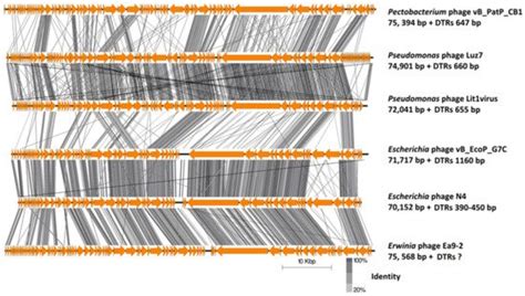 Novel N4-Like Bacteriophages of Pectobacterium atrosepticum