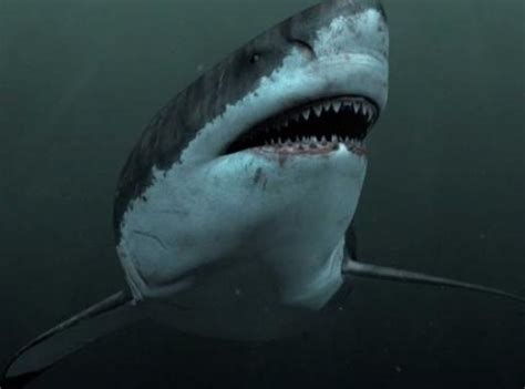 巨齿鲨怕什么鲨鱼 - 业百科