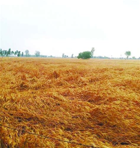 ਬੇਮੌਸਮੇ ਮੀਂਹ ਨੇ ਵਿਛਾ ਦਿਤੀਆਂ ਕਣਕਾਂ