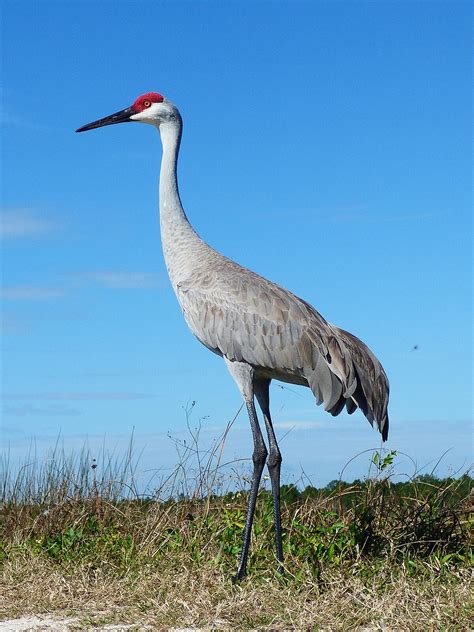 File:Sandhill Crane JG.jpg - Wikimedia Commons