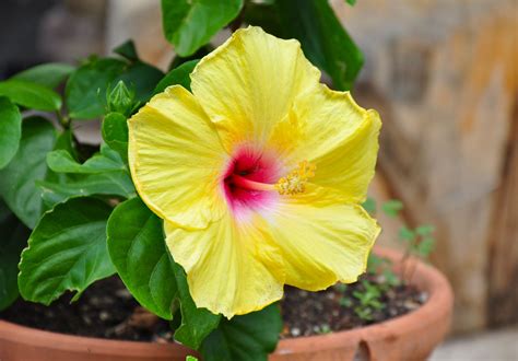 7 Reasons Why Your Hibiscus Leaves Are Turning Yellow