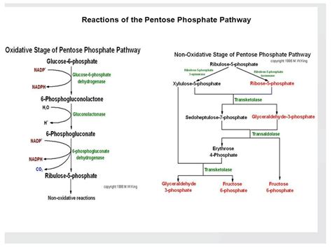 SOLUTION: pentose phosphate pathway gluconeogenesis glycogen regulation pdf - Studypool