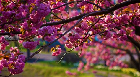 奥森公园百花盛开景色优美 春季盎然令人陶醉