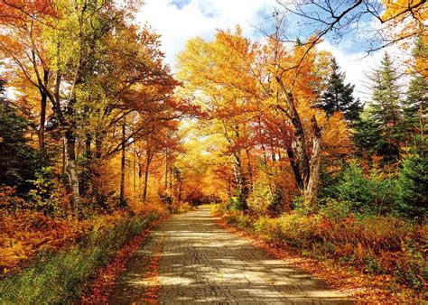 Buy SJOLOON Fall Photography Backdrop Autumn Backdrop Golden Fallen ...