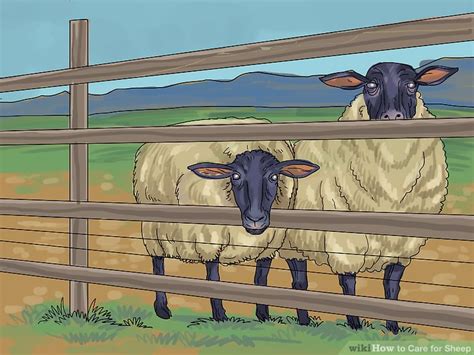 Sheep Care 的图像结果