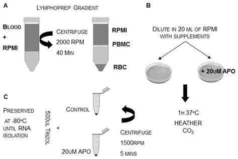Ankyrin Repeat and Kinase Domain Containing 1 Gene, and Addiction ...