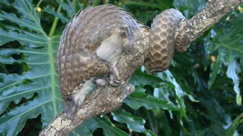 Image result for Pango Animals