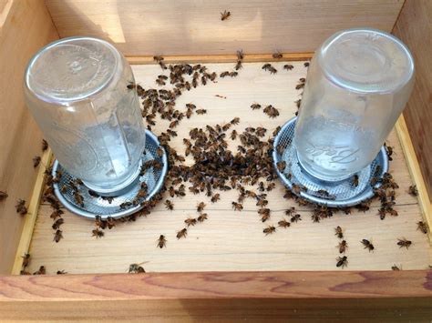 Image result for Bee Feeding Tips